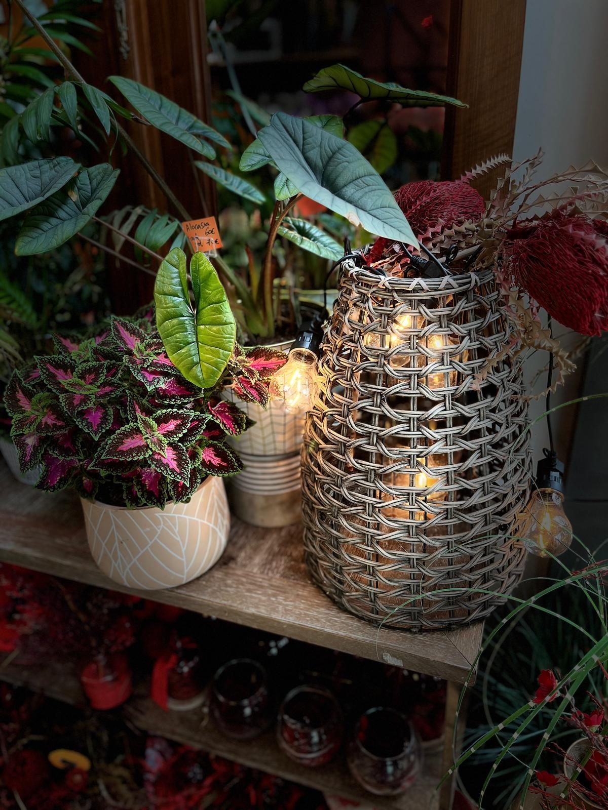 Plantes vertes, compositions