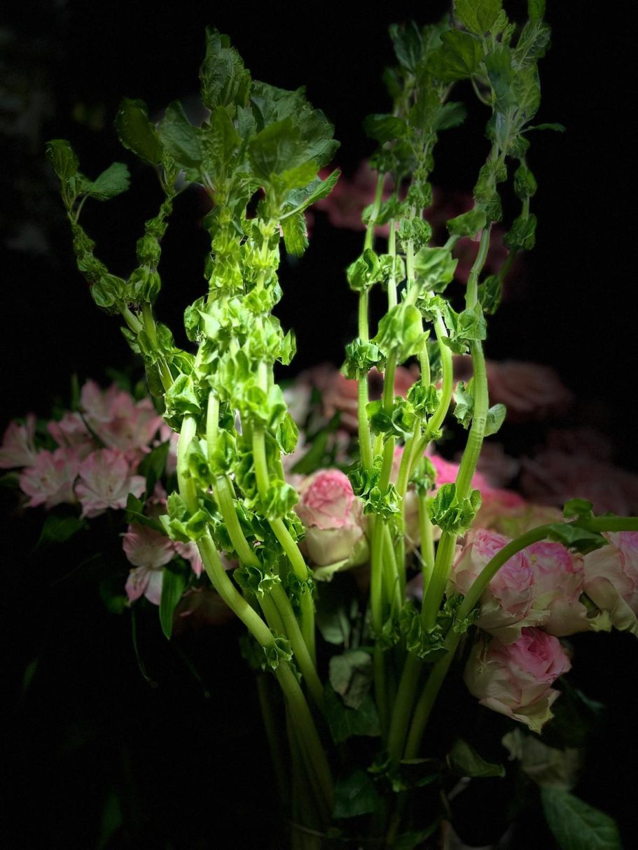 Fleurs délicates illuminées dans l'obscurité, avec des tiges vertes et des pétales roses.